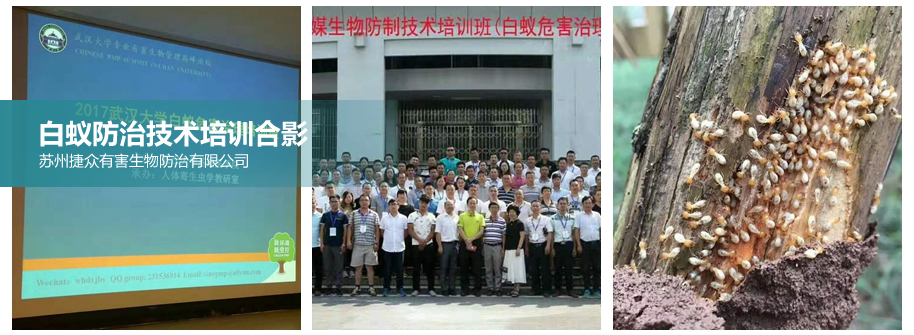白蚁防治技术研究