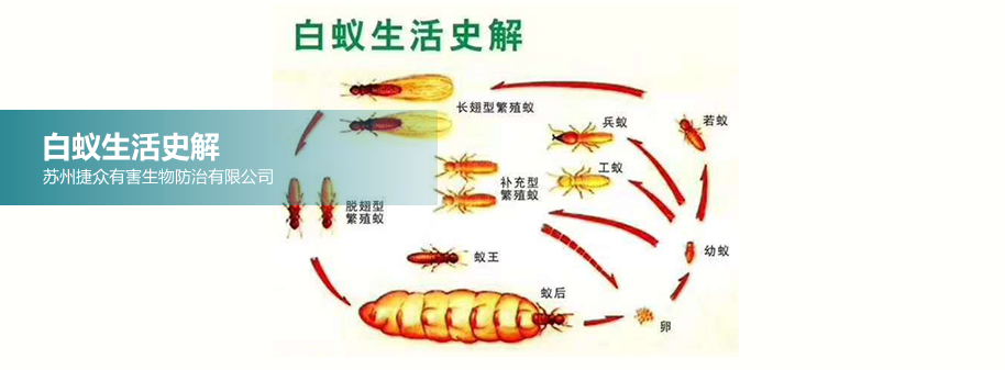 白蚁生活史